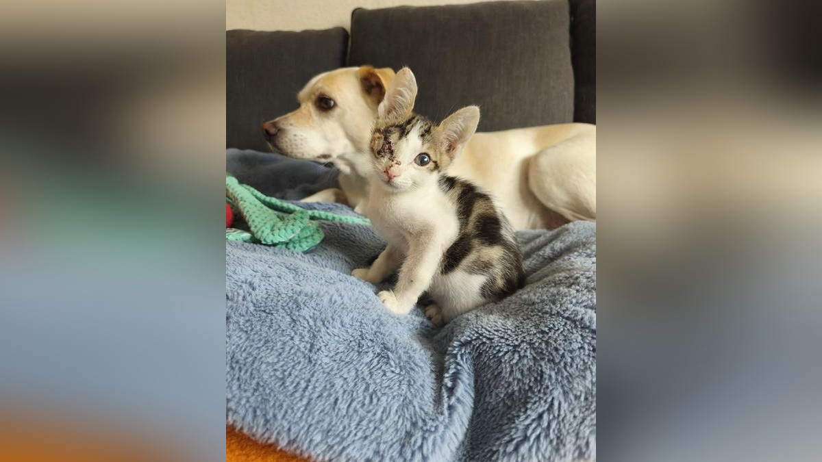 Der kleine Kater Findus hat Schlimmes erlebt - und sucht jetzt im Harz ...