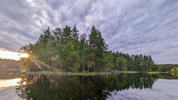 Gold in Nadelbäumen: Studie erklärt seltenes Phänomen