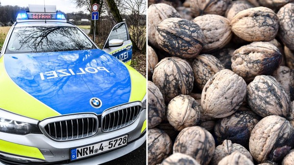 Streit um Walnuss-Diebstahl: Mann hetzt Dackel auf Hofbesitzerin