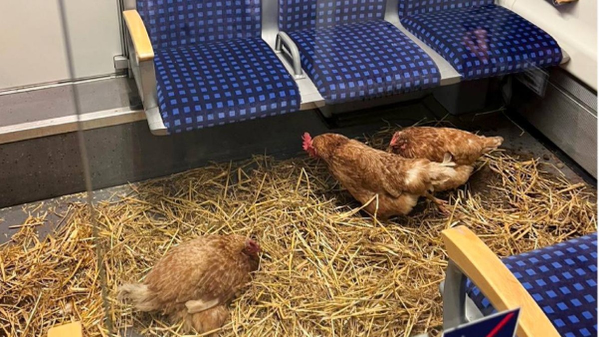 Unbekannte haben am Dienstagmorgen drei Hühner im First-Class-Abteil der S6 von Essen nach Köln transportiert. Hühner im S6
