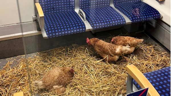 Bundespolizei ermittelt: Wer machte die S6 zum Hühnerstall?