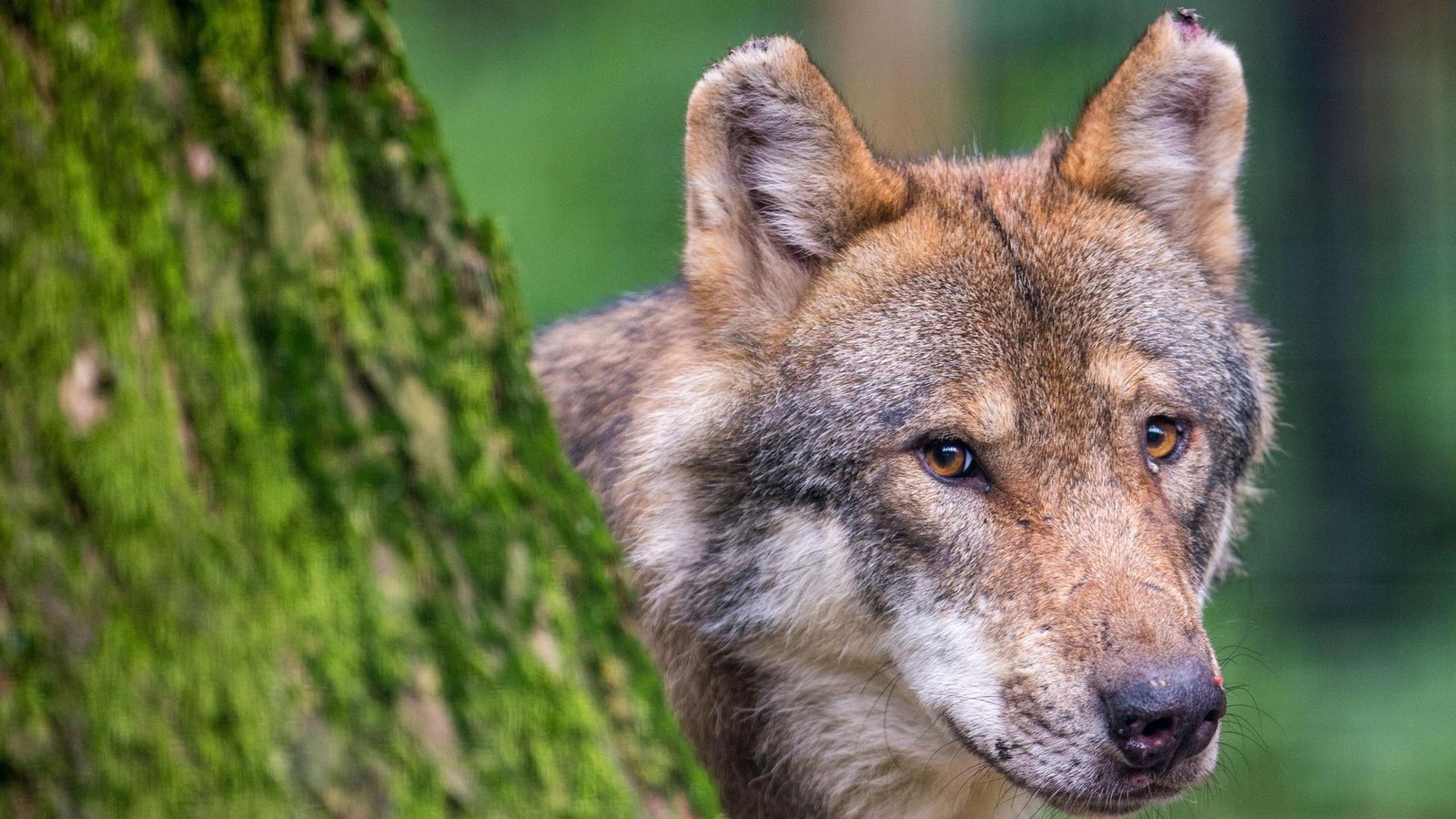 Wolfsriss-bei-Saalfeld-Labor-pr-ft-entnommene-Proben