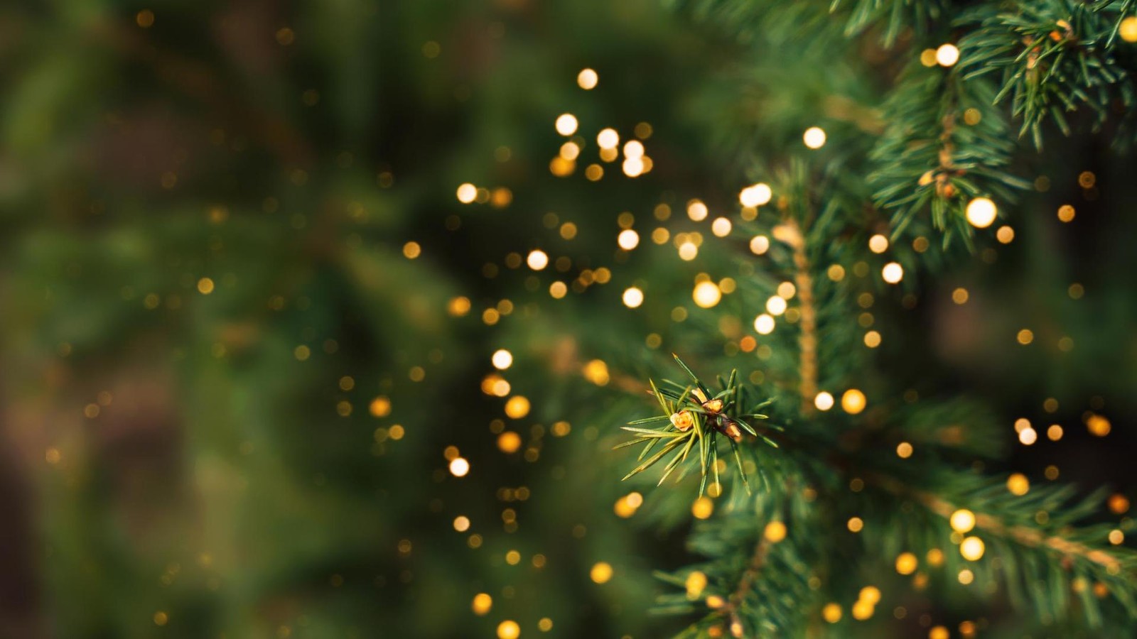 Weihnachtsbaum-Debatten-und-Ern-hrungstipps-Ein-pers-nlicher-Adventsblick