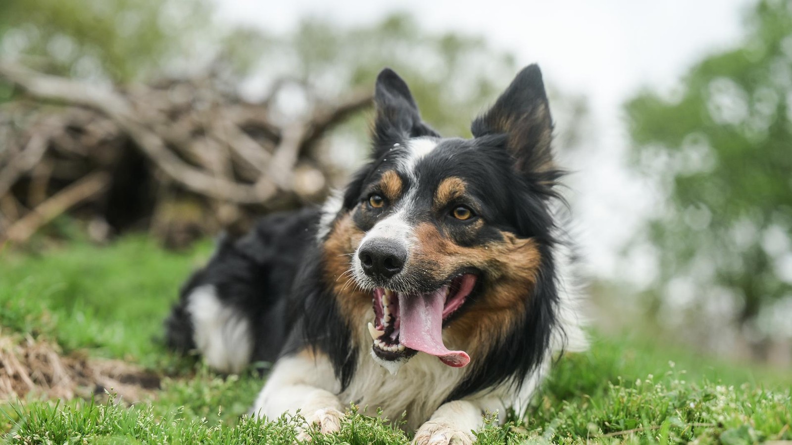 Teure-Hundesteuer-Ruhrgebiet-verlangt-H-chstpreise-aber-warum-