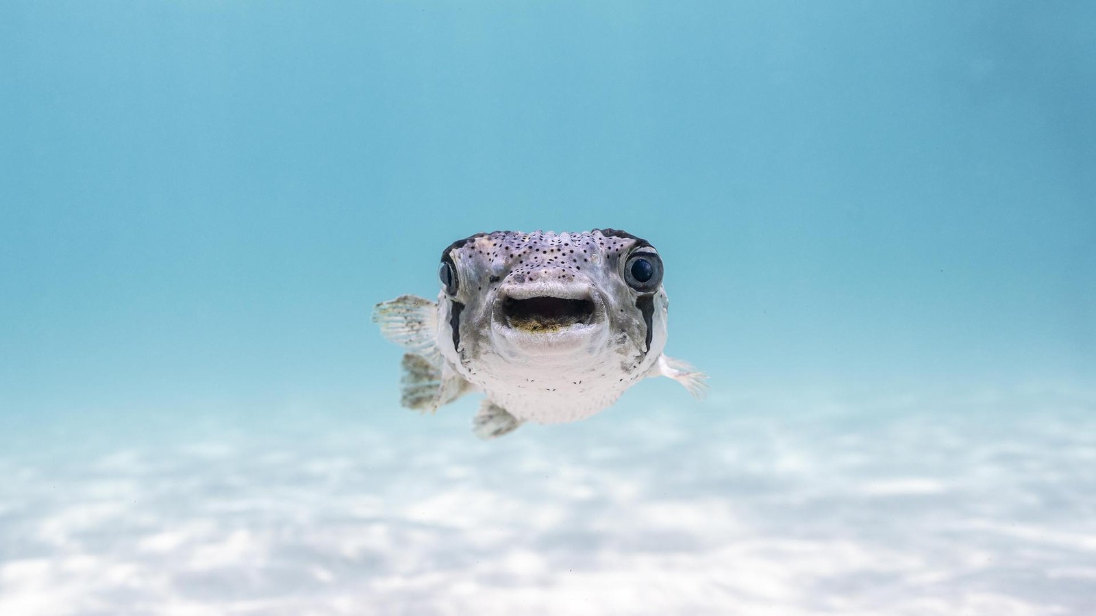 Comedy-Wildlife-Awards-2025-Die-lustigsten-Tierfotos-des-Jahres