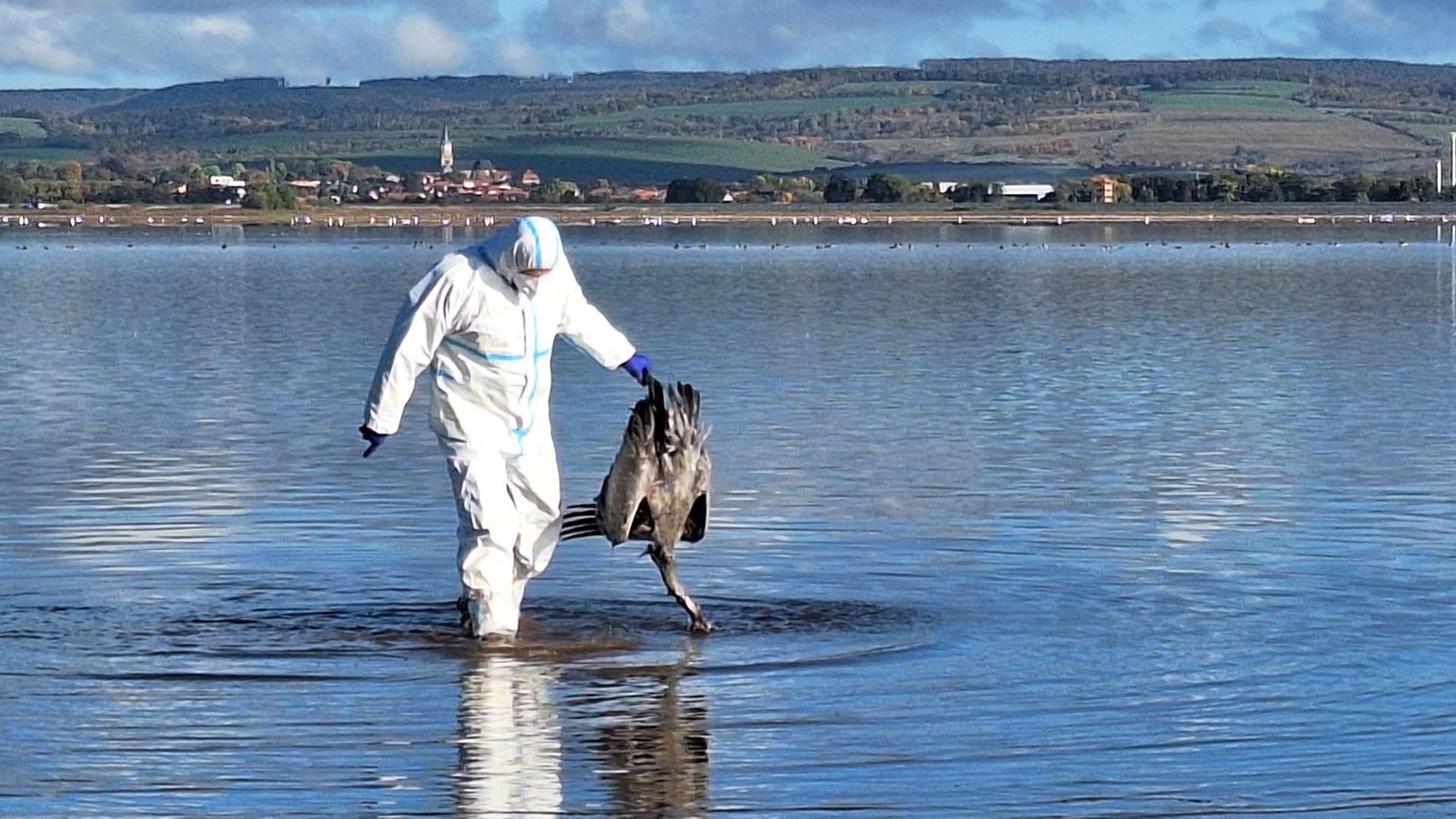 Vogelgrippe-Kraniche-sterben-in-Massen-Uns-beunruhigt-die-Dynamik-