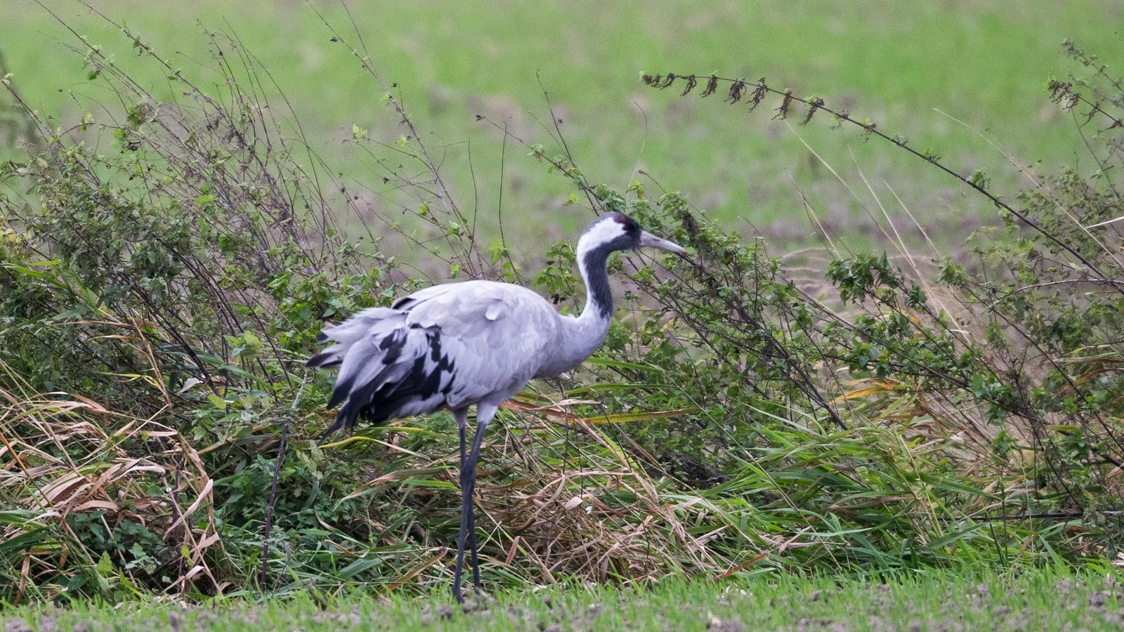 Vogelgrippe-bei-totem-Wildvogel-im-S-dharz-nachgewiesen