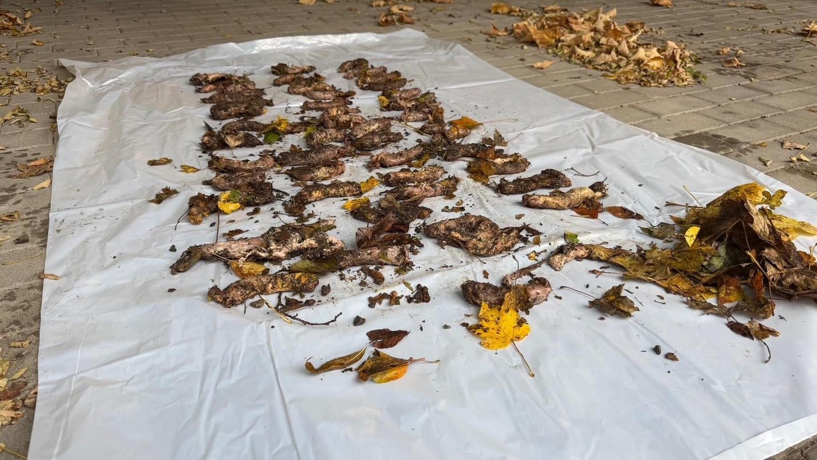 Vergiftet-Fleisch-M-ll-neben-beliebtem-Gassi-Weg-in-Apolda-abgeladen