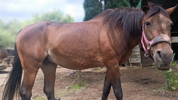 Mutmaßlicher Pferdequäler aus Mülheim: Arzt ließ Hund bei Hitze im Auto zurück