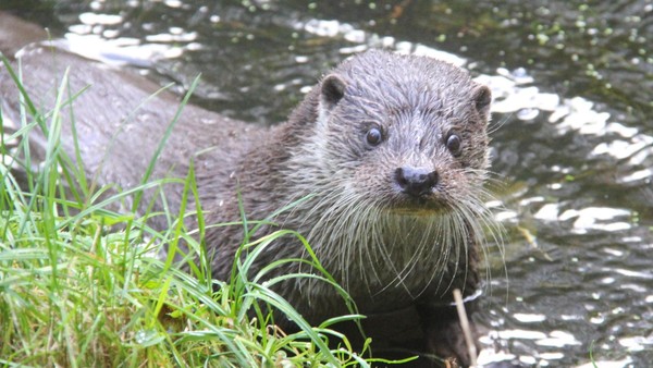 Putzige Otter: Wo man den süßen Tieren ganz nah kommen kann