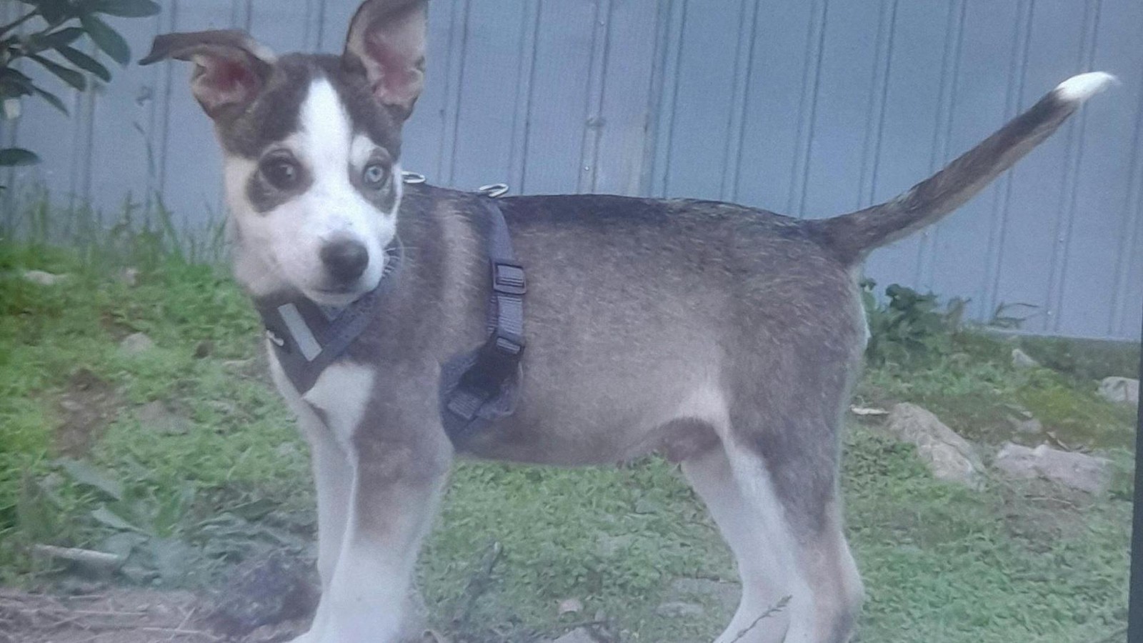 Von-Rum-nien-nach-Witten-Ist-die-Weltreise-von-Hundewelpen-Joshi-endlich-vorbei-