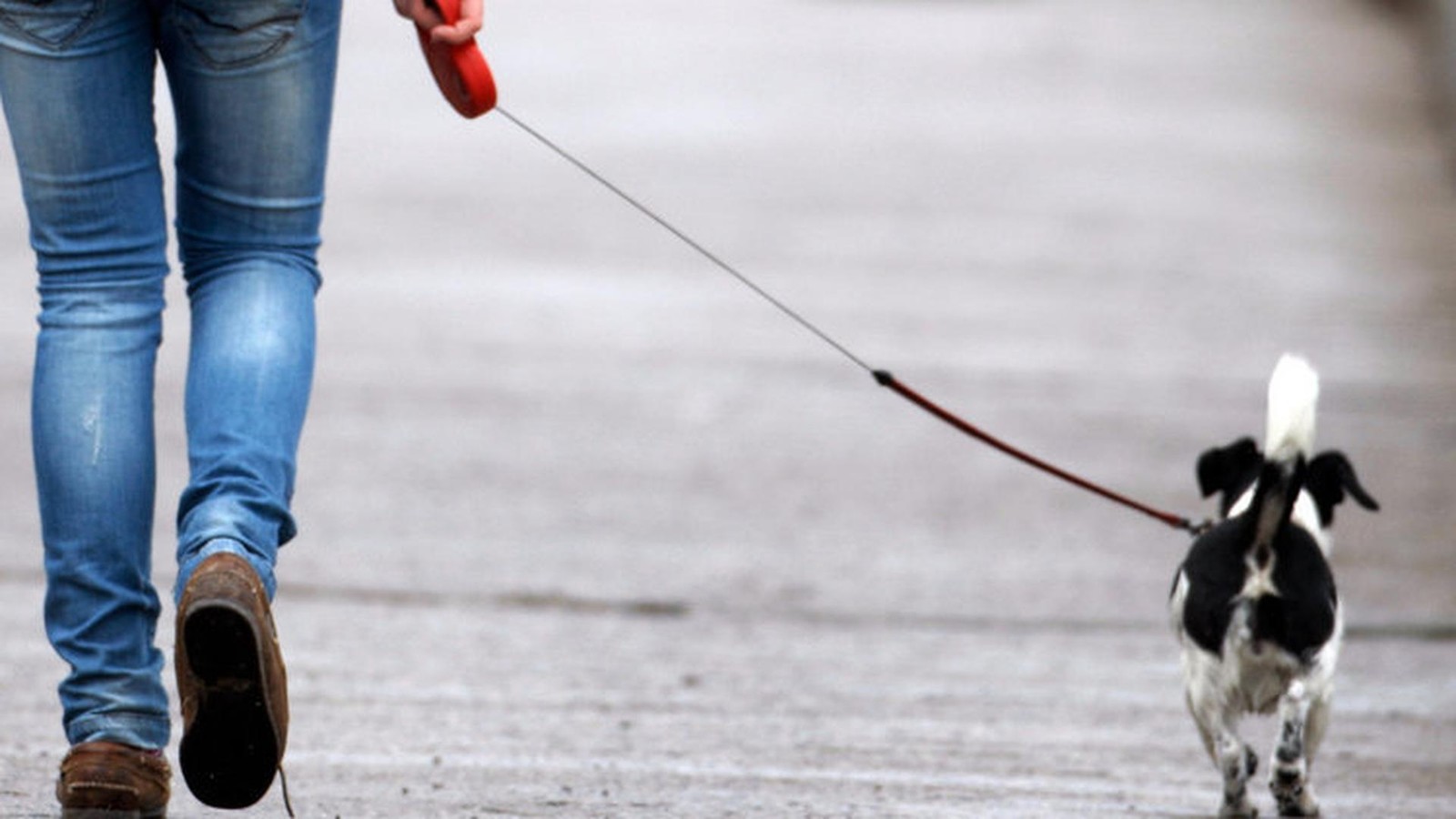 Hundeleinen-W-rger-h-rte-auf-fremde-Stimmen-Urteil