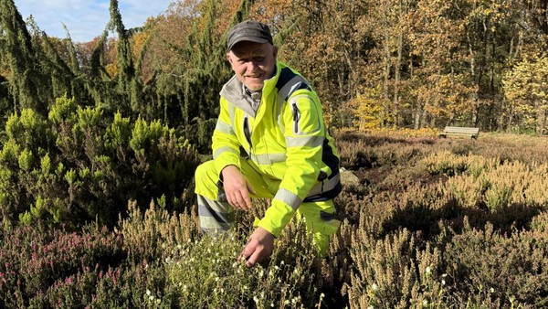 Lüneburger Heide: Wo auch im Winter zauberhafte Blütenteppiche wachsen