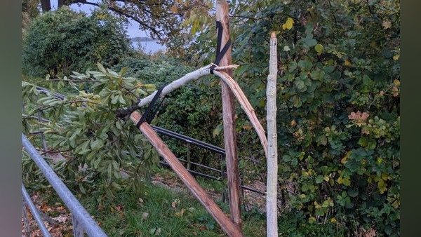 Randalierer zerstören junge Bäume an der Elbe – Stadt sucht Täter