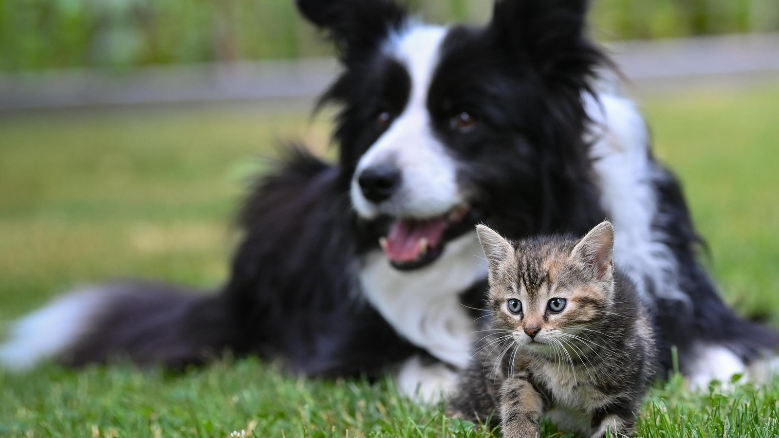hund-katze-kaninchen-und-co-in-th-ringen-vermisst-gemeinsam-suchen-und-finden