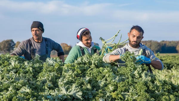 Superfood to go: Wie Hamburgs Grünkohl vom Feld in die Dose kommt