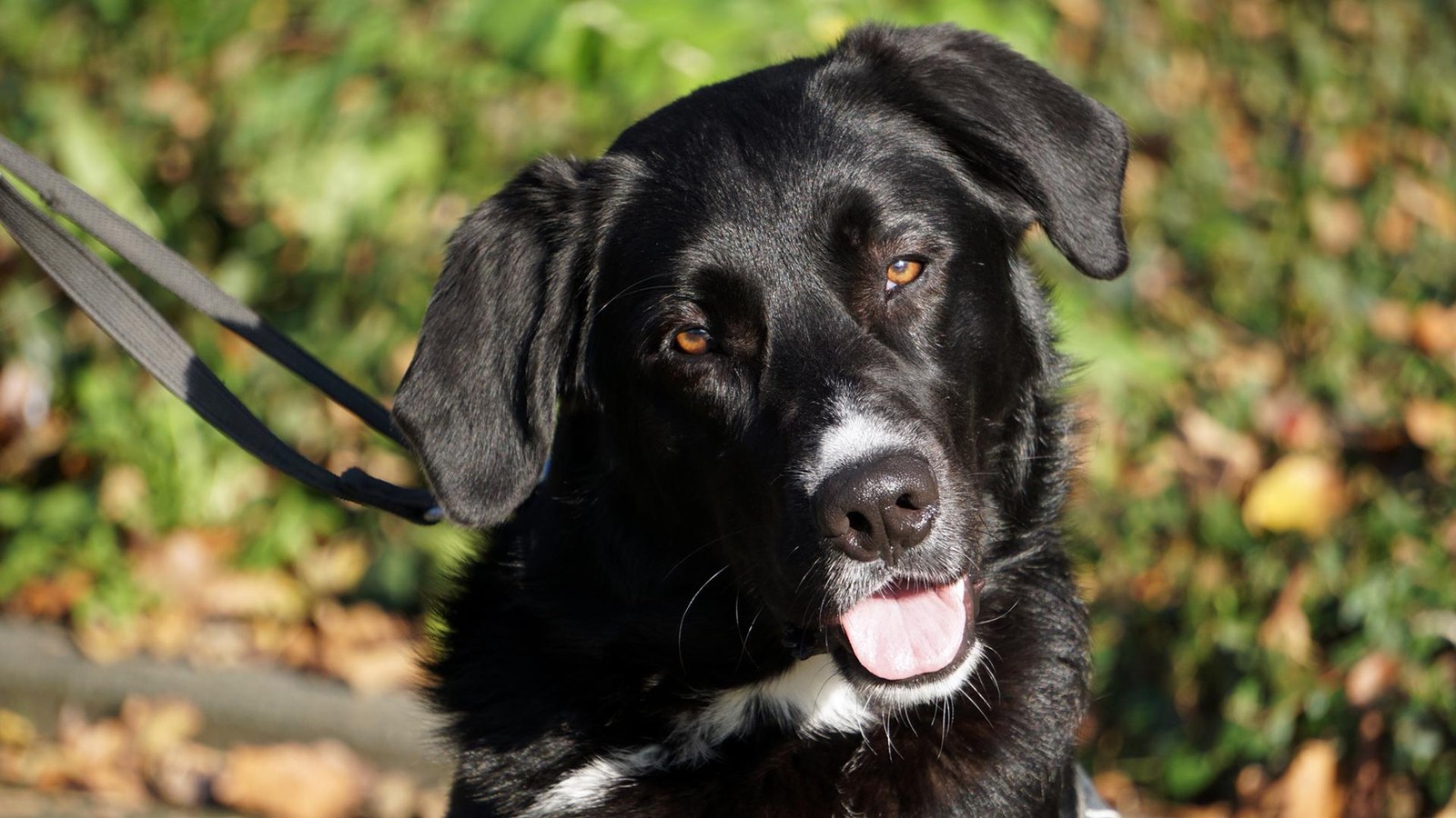 OB-Dudda-verk-ndet-Der-schwarze-Hund-plant-Blumenthal-