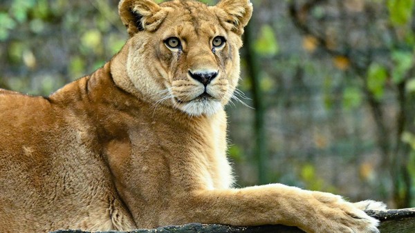 Brasilien: Junger Mann klettert in Löwen-Gehege und wird tödlich verletzt
