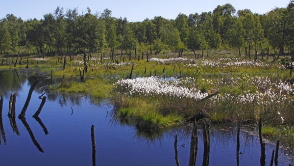 Naturschutzgebiet Wittmoor wird um 33 Hektar Fläche erweitert