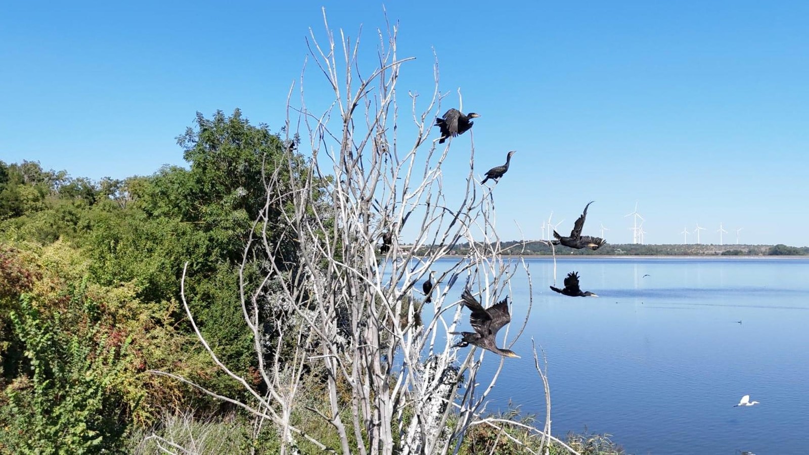 Controversial cormorant cull in Thuringia: Environment Minister defends ...