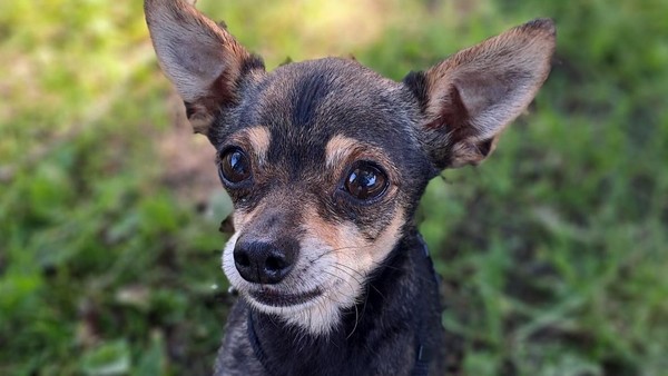 „Bester Freund des Menschen“: Hund vertreibt hartnäckige Einbrecher