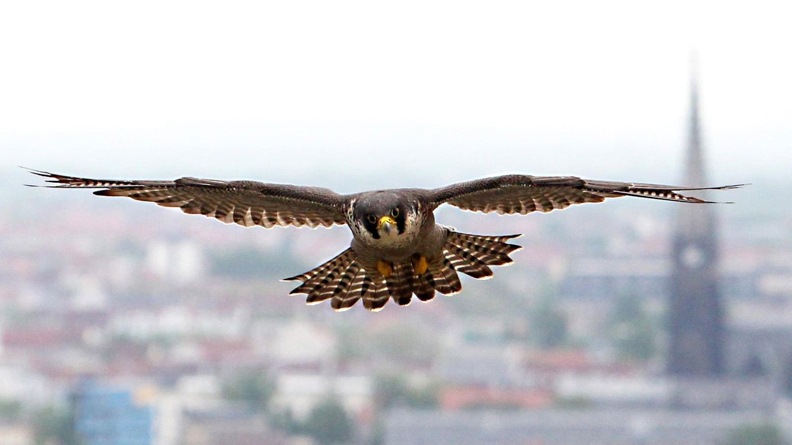 -Nest-flix-Liebe-Geburt-Tod-Reality-TV-Sender-fesselt-Zuschauer