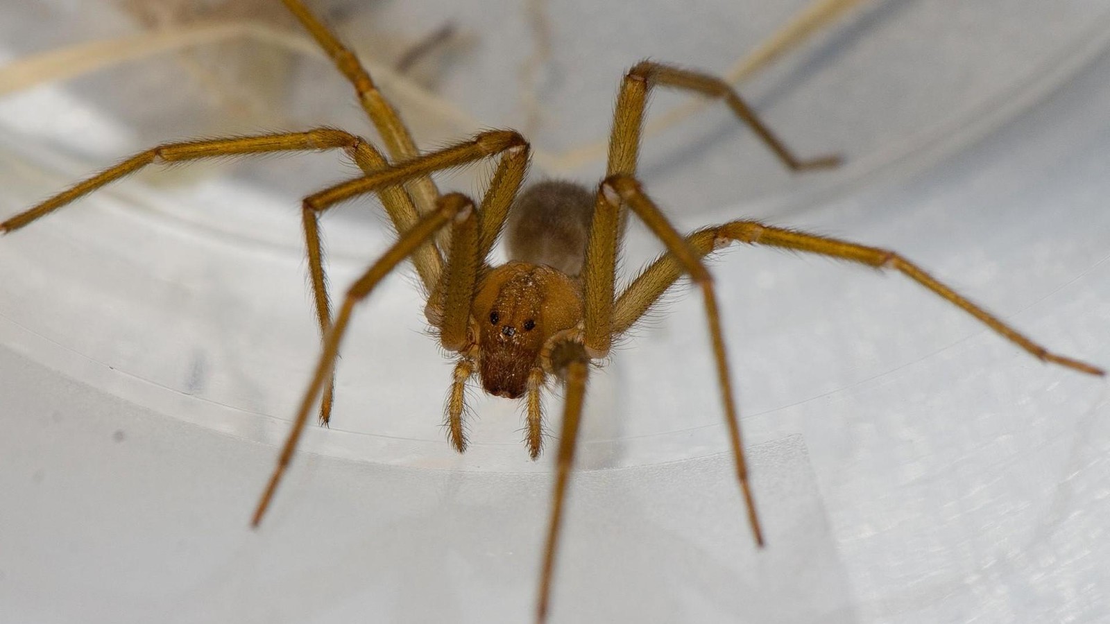 Giftiger-Krabbler-in-Uni-Keller-entdeckt-Biss-erfordert-Arztbesuch