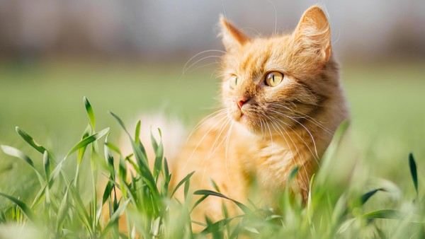 Vogelgrippe in Hamburg: So schützen Sie Katze und Hund