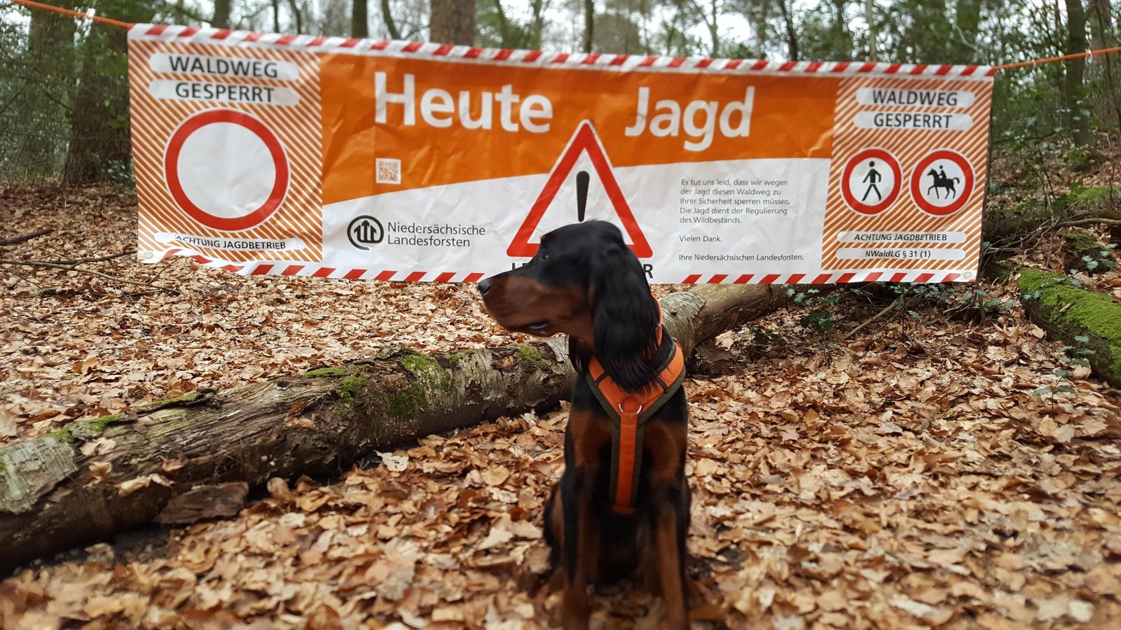 Jagd-im-stlichen-Barnbruch-Diese-Kreisstra-e-wird-gesperrt