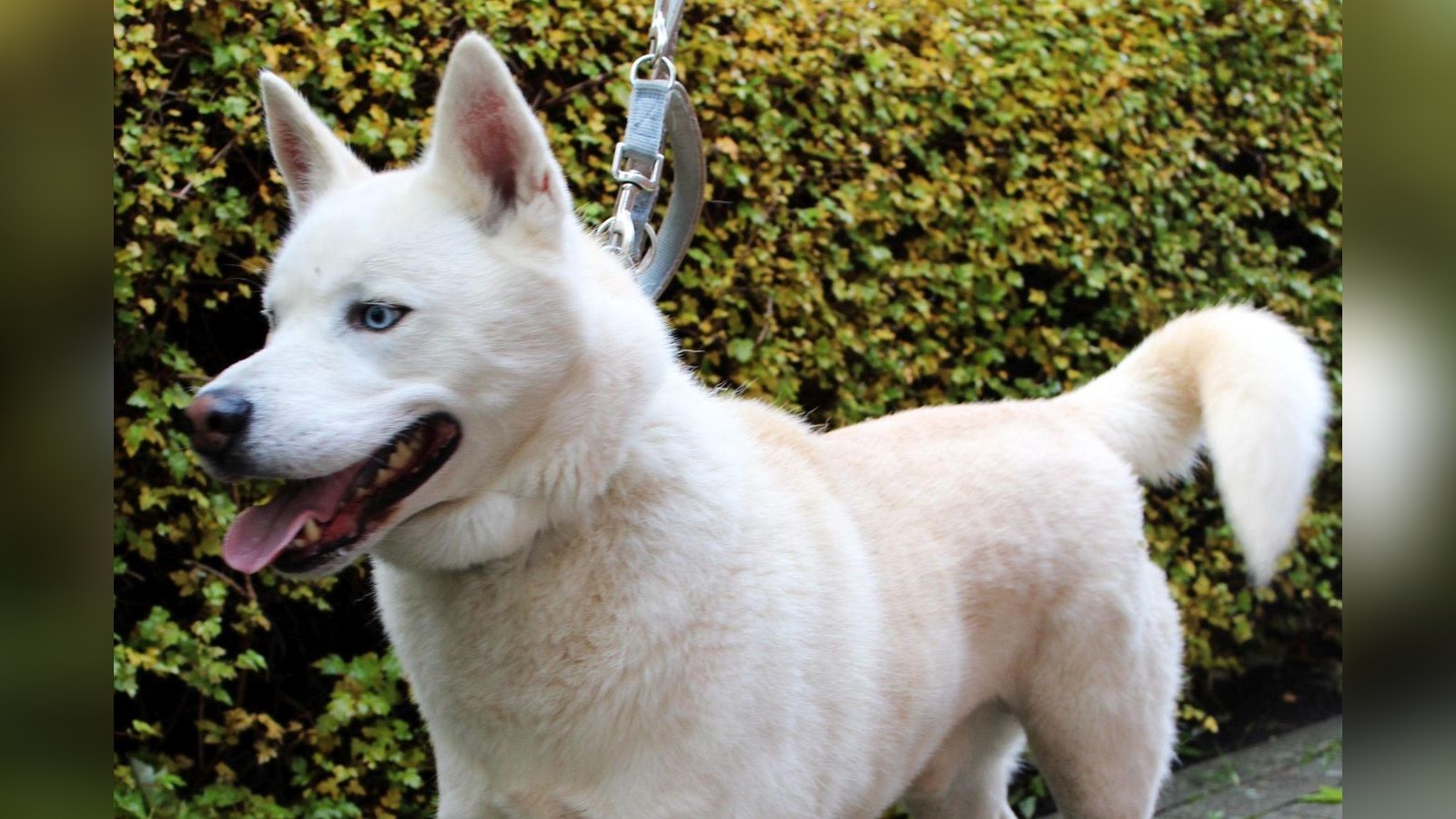 Temperamentvoll-und-unerzogen-Dieser-Hund-soll-aus-Tierheim-Braunschweig-ausziehen