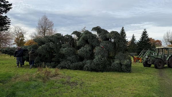 Der lange Weg der 37 Jahre alten Alstertanne nach Hamburg