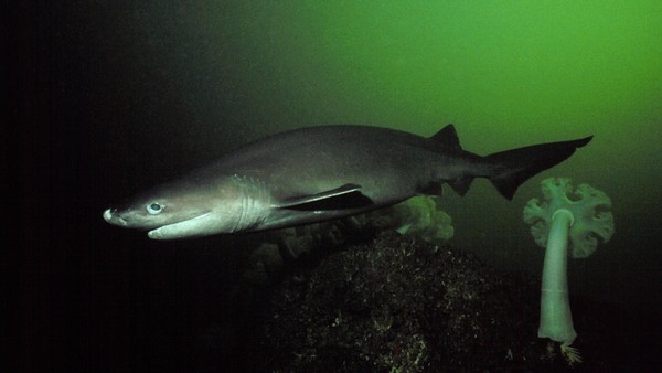 Seltener Hai vor Mallorca: Forscher machen unerwartete Entdeckungen