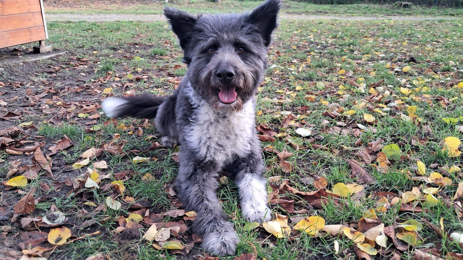 Gifhorner-Hund-Rocky-Ein-treuer-Begleiter-sucht-ein-Zuhause
