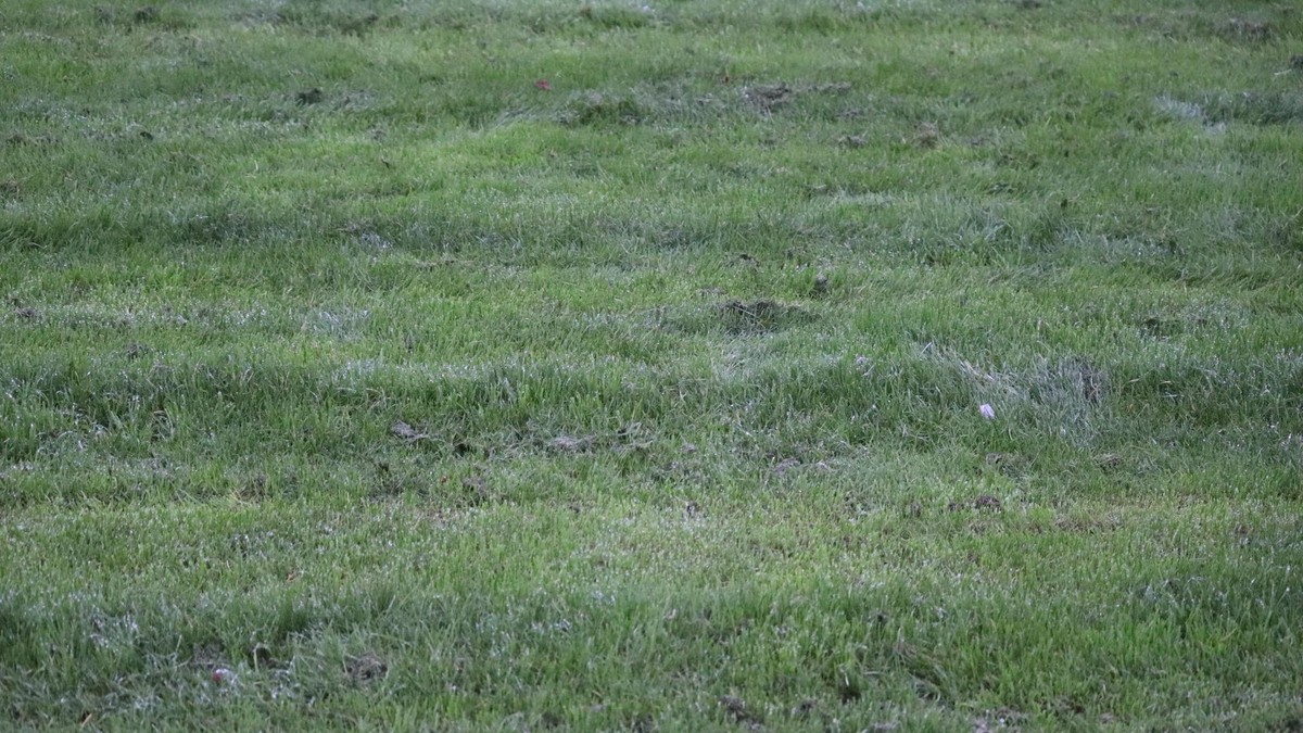 Derby in der Landesliga: SV Hohenlimburg 1910 - FC Borussia Dröschede.