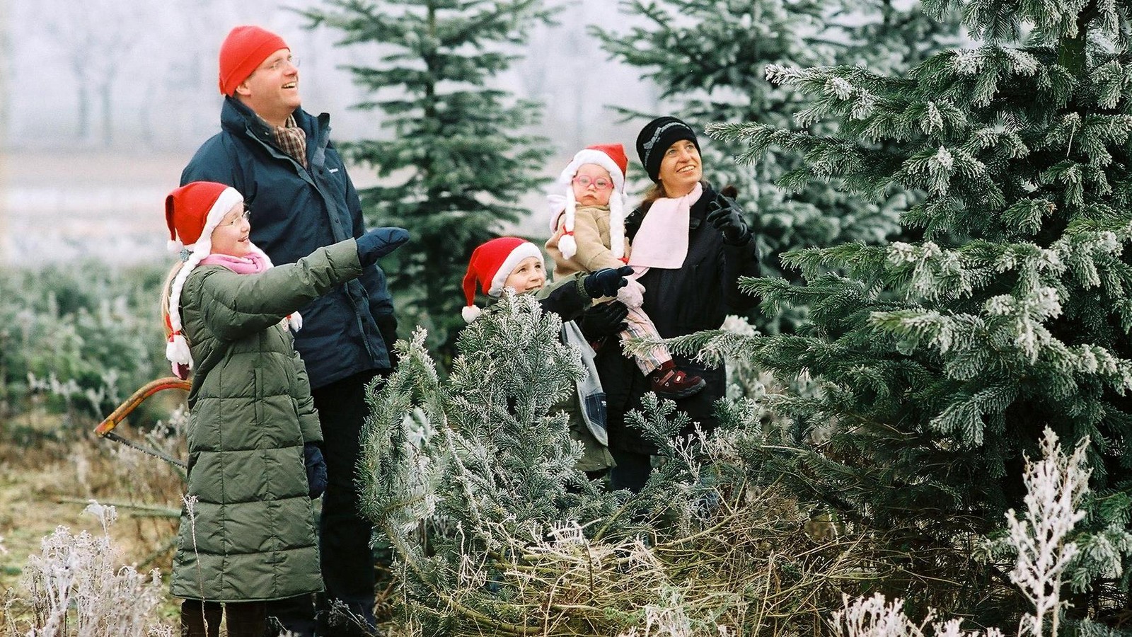 Wo-das-Tannenbaumschlagen-in-Stormarn-zum-kleinen-Event-wird
