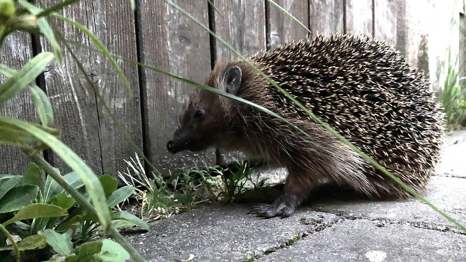 Igel-in-gro-er-Not-Jeder-Erfurter-darf-helfen-und-retten