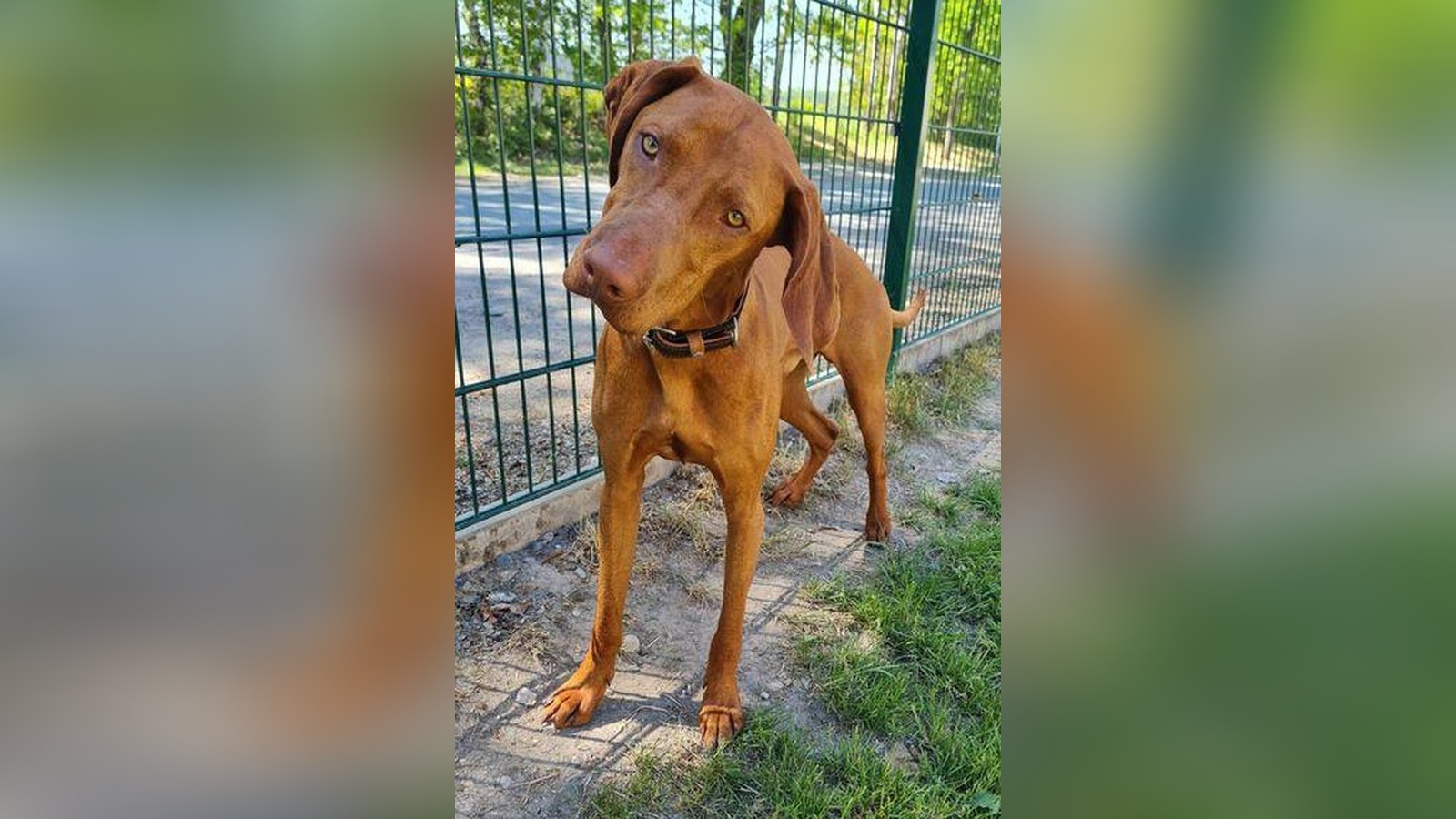 Was-die-Menschen-im-Kreis-Greiz-interessierte-die-meistgelesenen-Beitr-ge-der-Woche