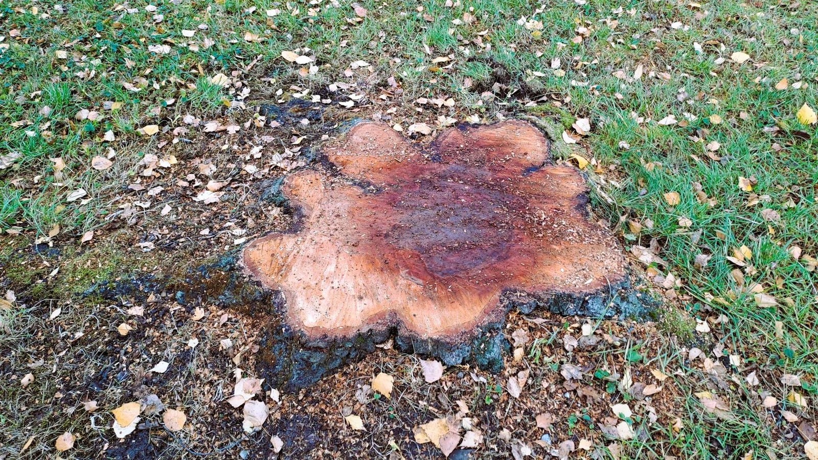 Musste-das-wirklich-sein-In-S-mmerdaer-Ortsteil-kritisieren-Anwohner-eine-Baumf-llung