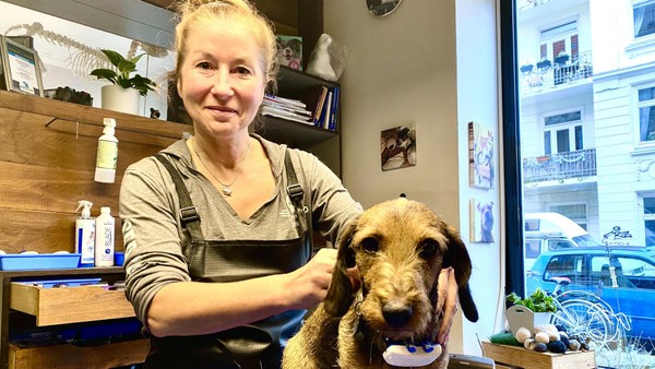 217 Euro für einen Haarschnitt: So luxuriös leben Hunde in Hamburg