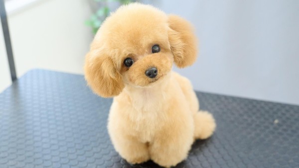 Der „Ottenser Schnitt“: Das steckt hinter dem Teddybärschick für Hunde