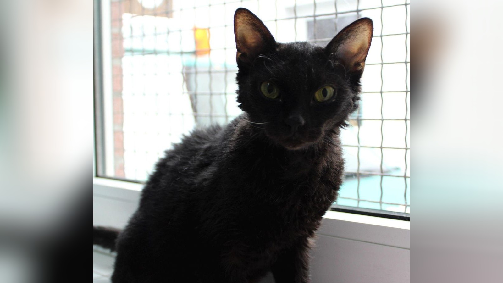 Die-s-e-Katzen-Diva-Curly-aus-dem-Tierheim-Braunschweig-sucht-ein-neues-Zuhause