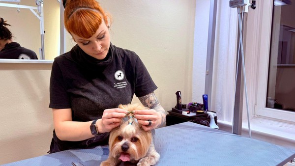 Groomer-Service: Wenn der Hunde-Friseur bis zu 217 Euro verlangt