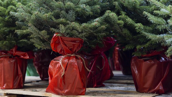 Besondere Aktion: Bergedorfer bekommen Weihnachtsbaum geschenkt