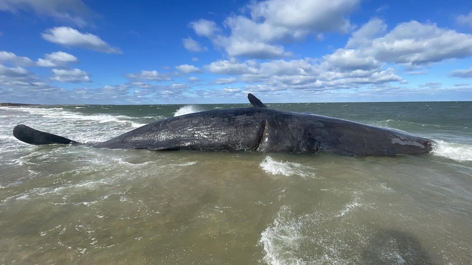 Riesig-und-schwer-Toter-Pottwal-stellt-Wissenschaftler-vor-Probleme