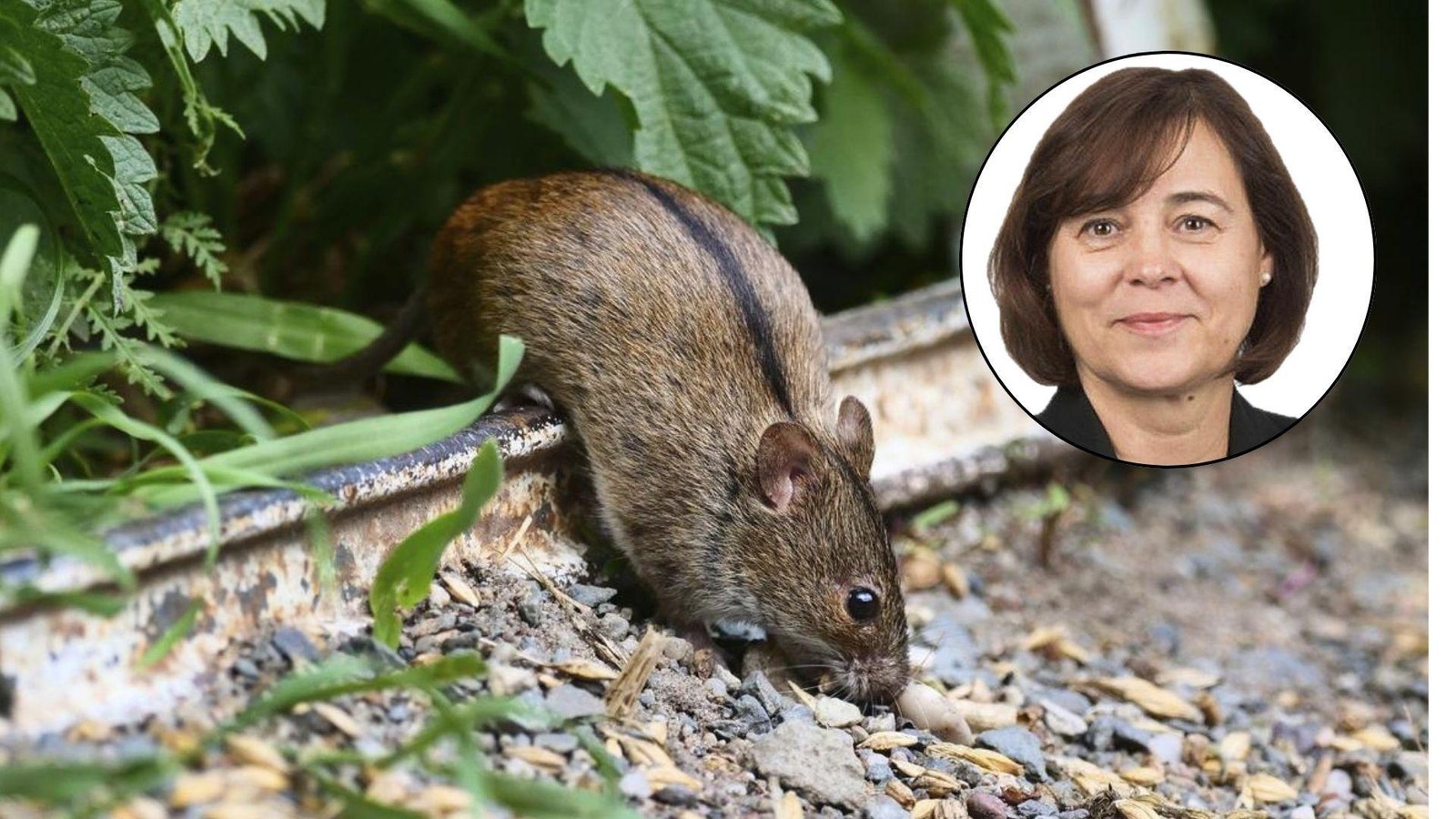 warum-frauen-beim-anblick-einer-maus-zu-expressiven-reaktionen-neigen-und-m-nner-das-nicht-verstehen