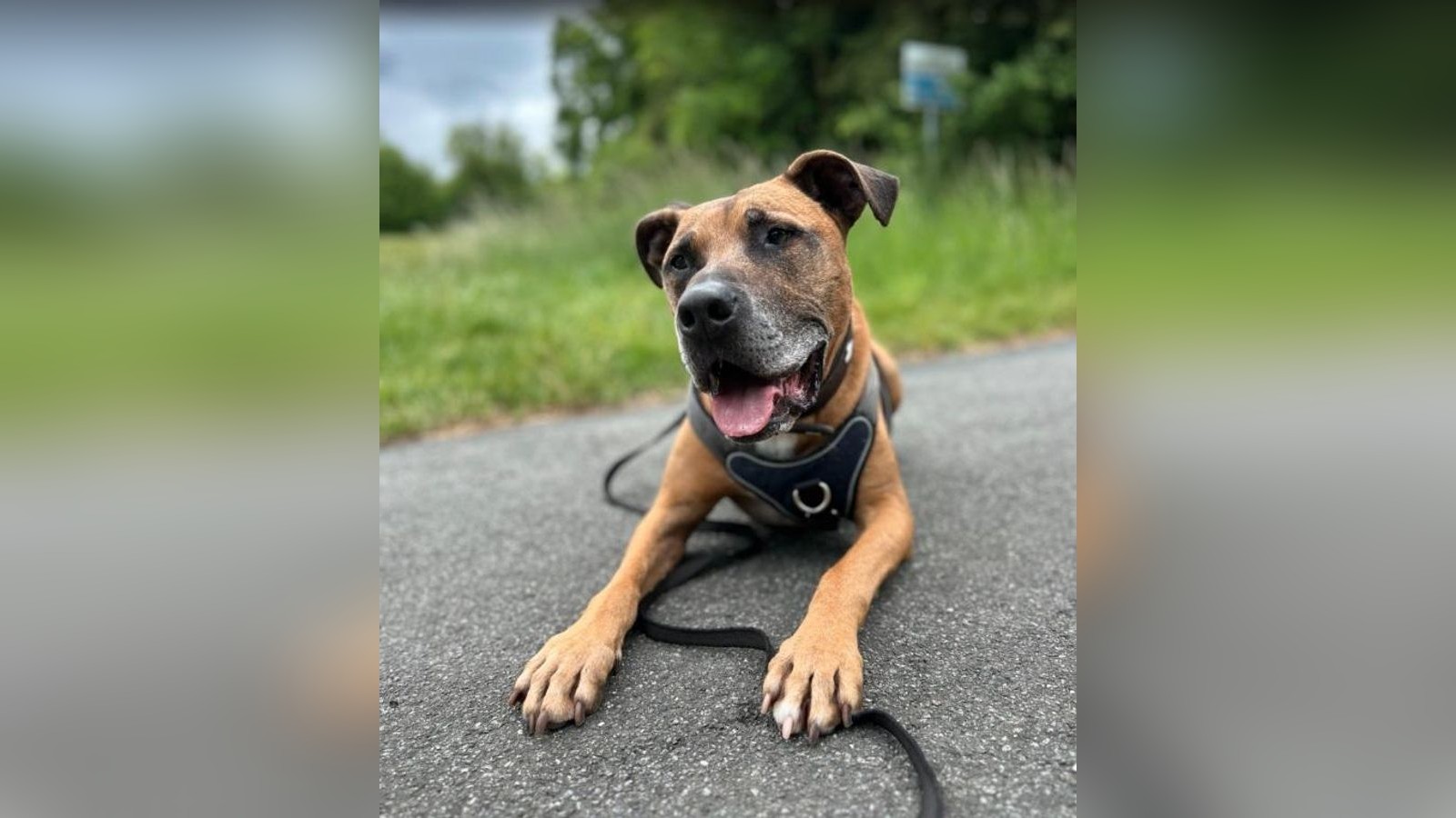 Tierheim-Salzgitter-Stafford-Mix-Flex-hat-das-Leben-als-Wanderpokal-satt