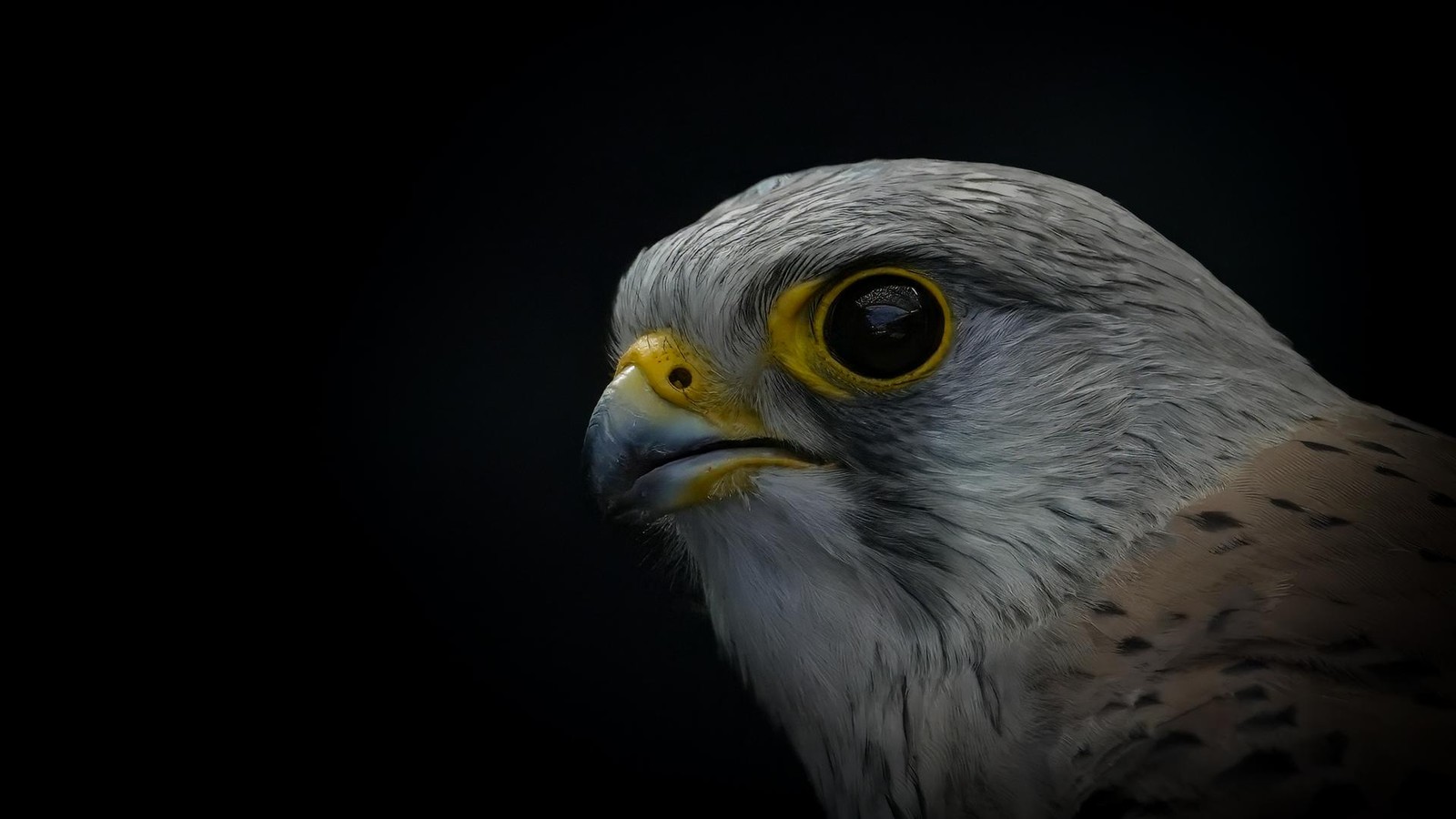 Turmfalke-prallt-gegen-Glasscheibe-und-entkommt-nur-knapp-dem-Tod