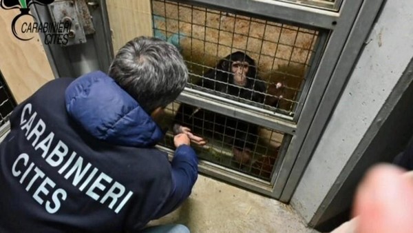 Angekettet und verletzt: Polizei befreit Affen aus Privatwohnung