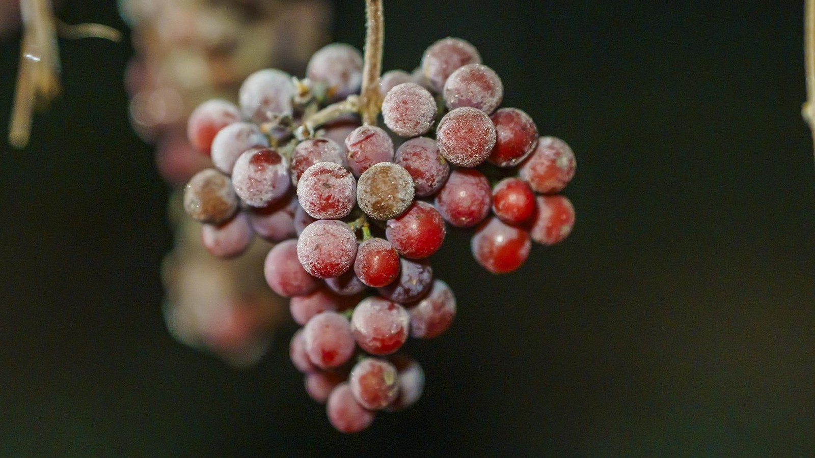 Sternschnuppen-zur-Eisweinlese-Kr-nender-Abschluss-f-r-Th-ringer-Weinjahr