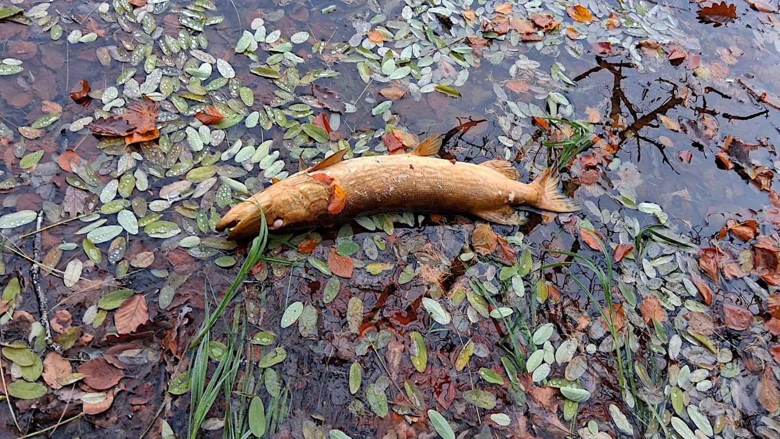 Guten-Morgen-Eisenach-Massensterben-im-Wartburgkreis